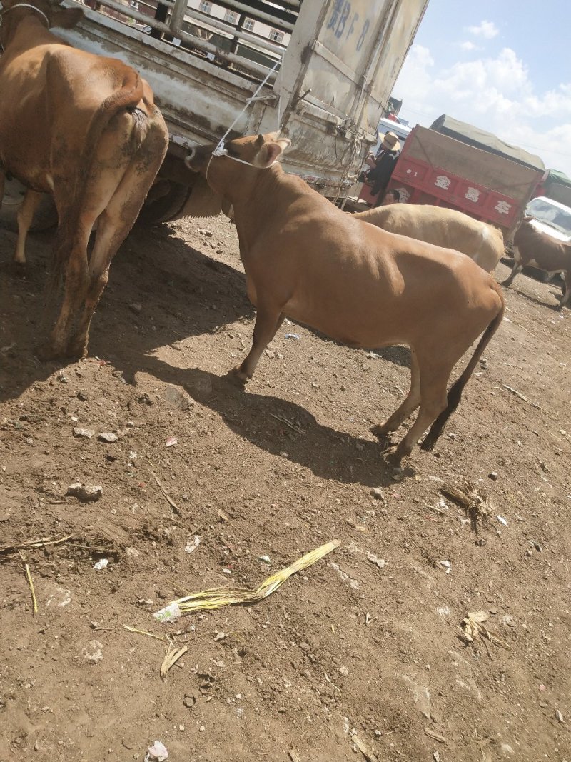 [批发]贵州毕节威宁县 14.80元/斤土牛,土母牛🐮 _ 一亩田