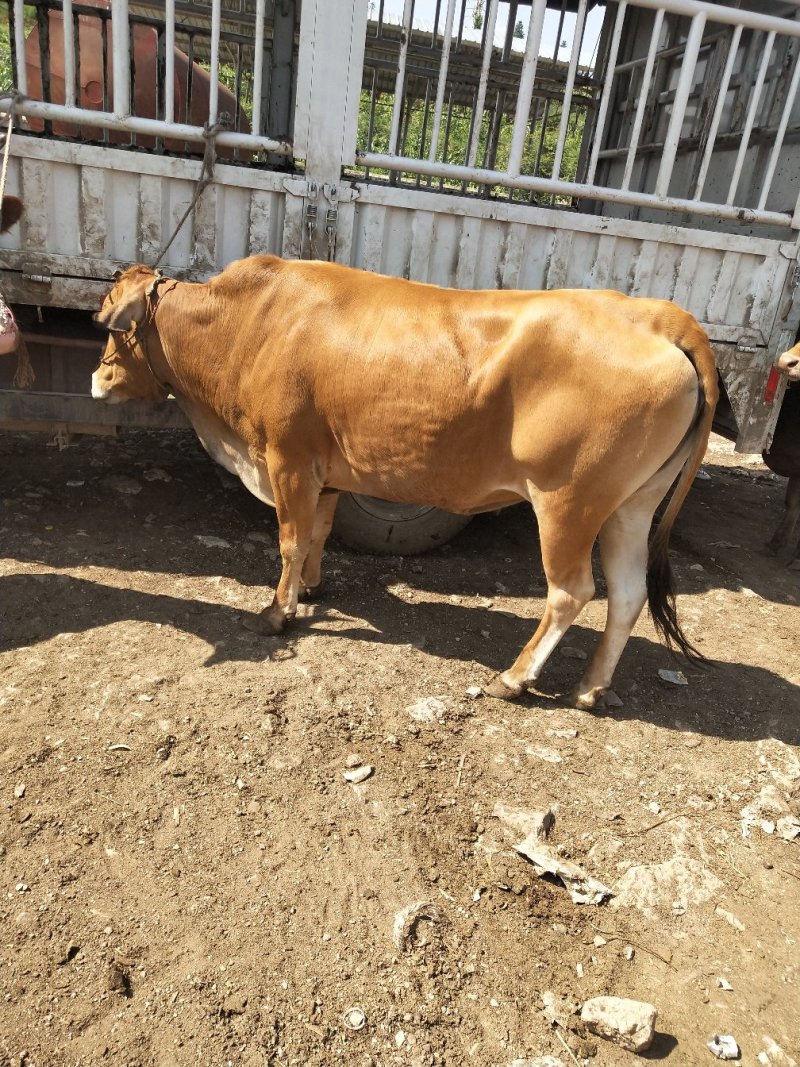 [批发]贵州毕节威宁县 14.80元/斤土牛,土母牛🐮 _ 一亩田