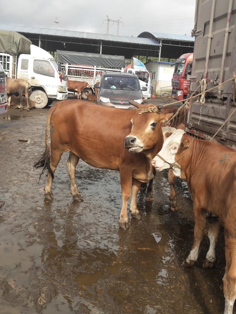 [批发]贵州毕节威宁县 14.80元/斤土牛,土母牛🐮 _ 一亩田