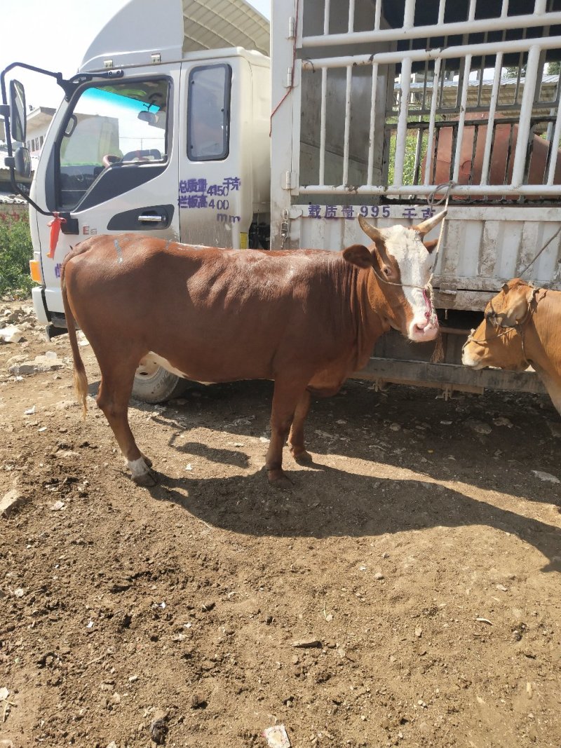 [批发]贵州毕节威宁县 14.80元/斤土牛,土母牛🐮 _ 一亩田