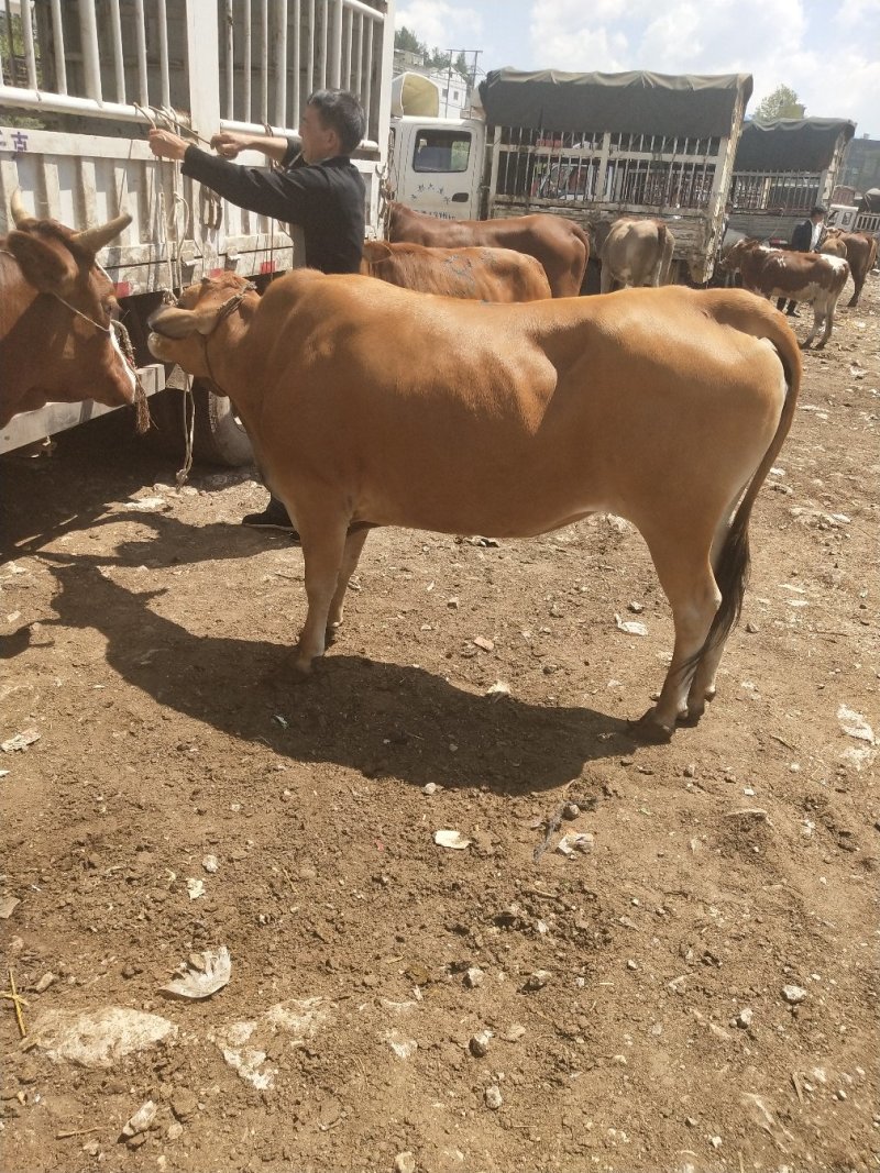 [批发]贵州毕节威宁县 14.80元/斤土牛,土母牛🐮 _ 一亩田