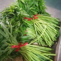 一件代发新鲜藜蒿芦蒿黎蒿蒌蒿泥蒿嫩带叶3斤泡沫箱冰袋