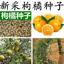 新采枸橘种子枳壳种子枸桔积壳籽橘子红橘种子嫁接砖木带刺篱
