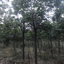 梓树各规格1-20大量供应