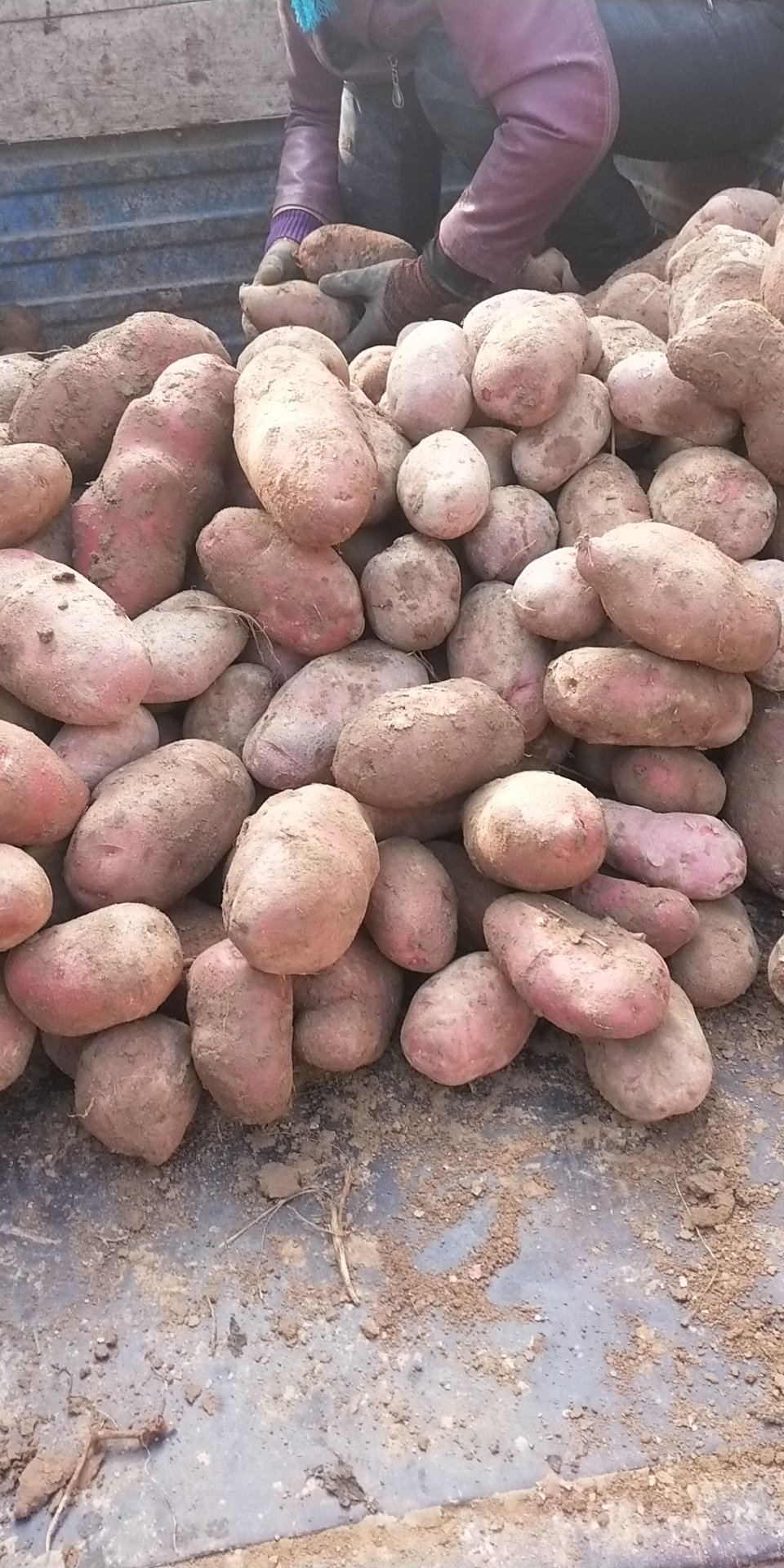 [青薯9号土豆批发]【小侯蔬菜】青薯九号土豆半斤起步,不封顶价格0.