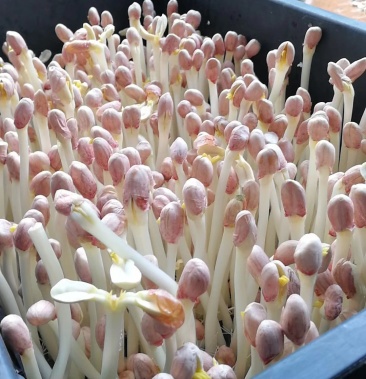 常年供应有机花生芽基地直销