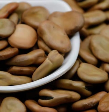 日本大阪蚕豆大蚕豆种籽日本大白皮蚕豆种子陵西一寸大阪豆