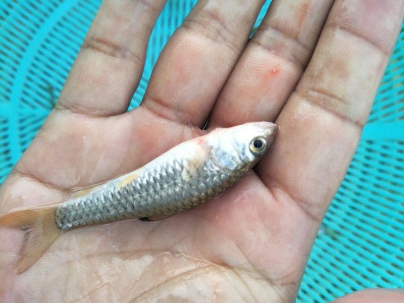 军鱼苗 石坚鱼苗 光倒刺鲃鱼苗 坑坚鱼苗 青竹皖鱼苗