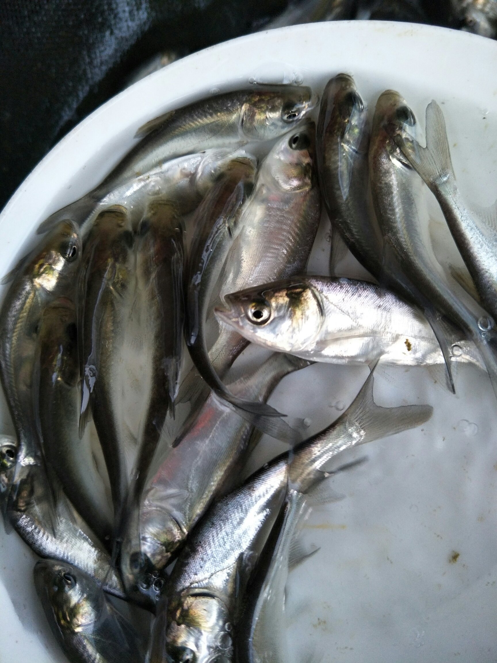 [鳊鱼苗批发]白鲢苗 鲢鱼苗 中华白鲢苗 四大家鱼 淡水活体养殖鱼苗