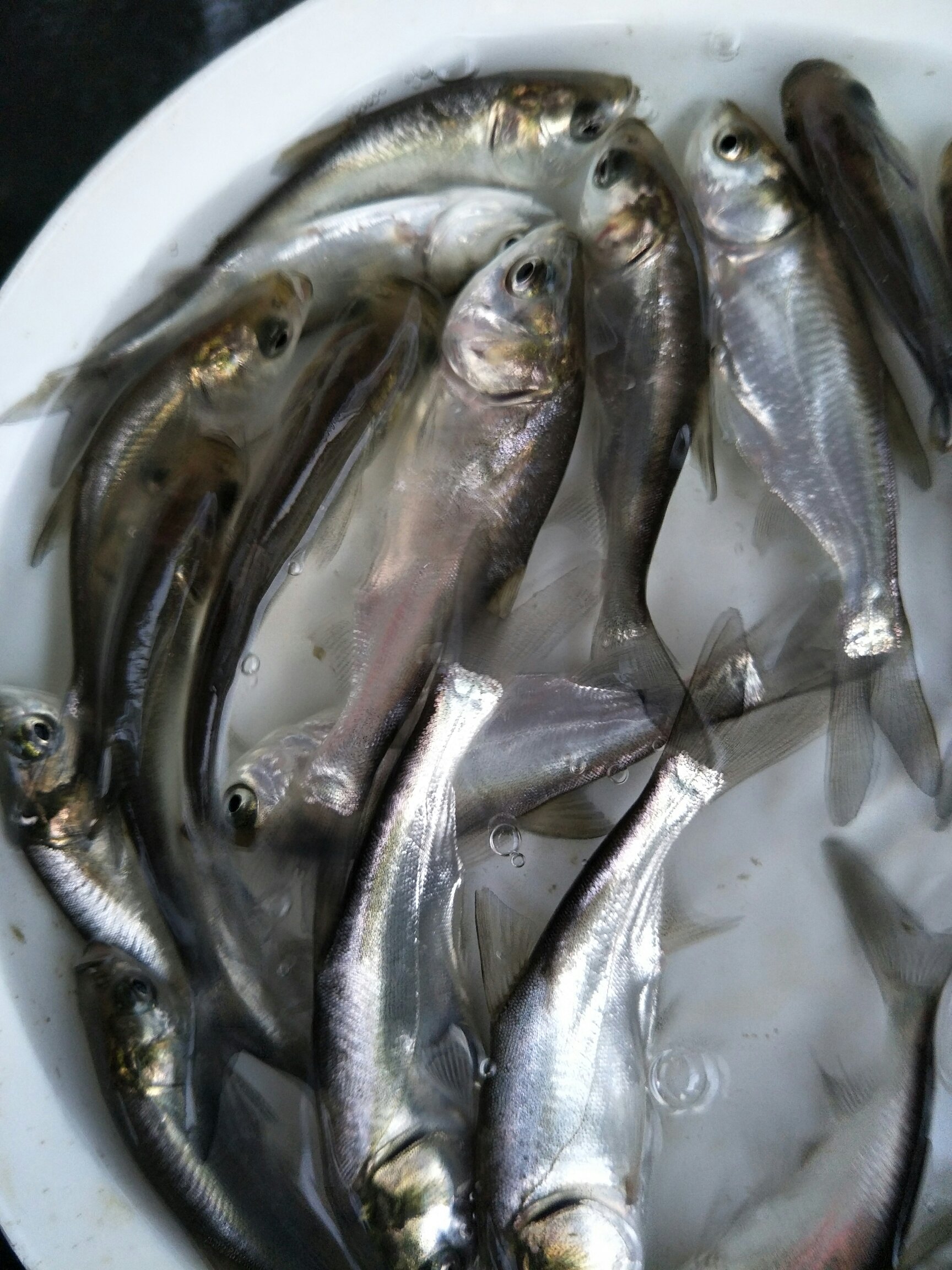 [鳊鱼苗批发]白鲢苗 鲢鱼苗 中华白鲢苗 四大家鱼 淡水活体养殖鱼苗