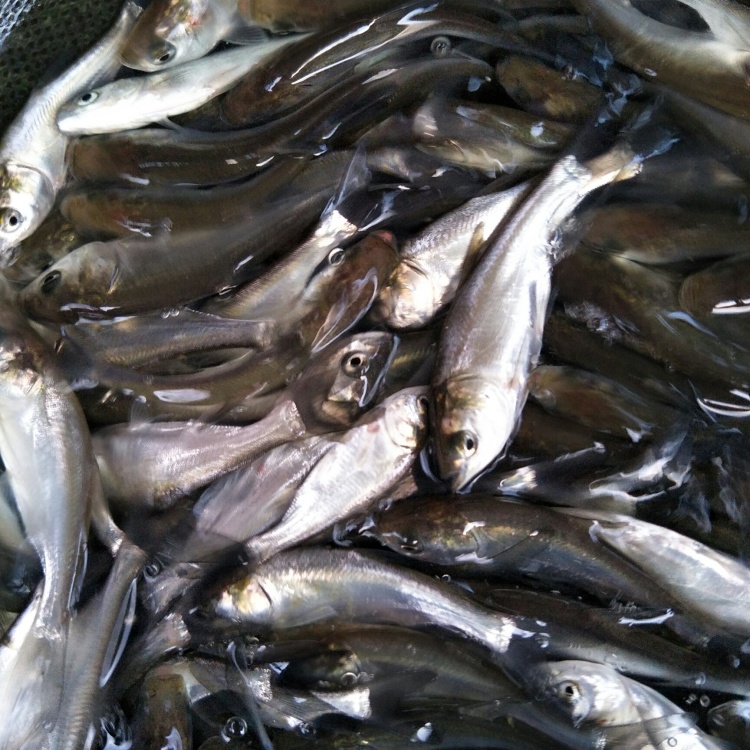 [鯿魚苗批發]白鰱苗 鰱魚苗 中華白鰱苗 四大家魚 淡水活體養殖魚苗