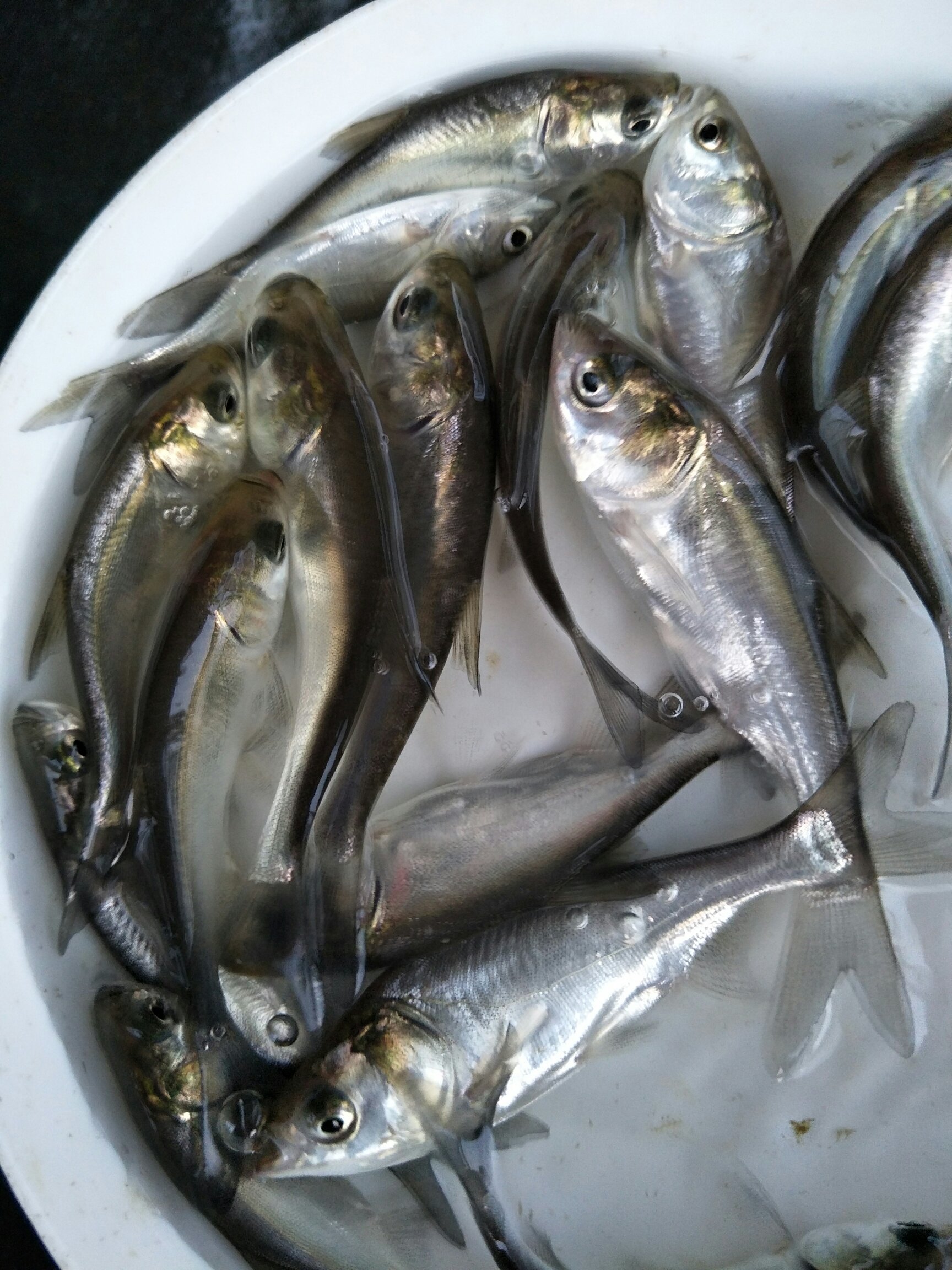 [鳊鱼苗批发]白鲢苗 鲢鱼苗 中华白鲢苗 四大家鱼 淡水活体养殖鱼苗