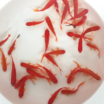 小红鲫，草金鱼