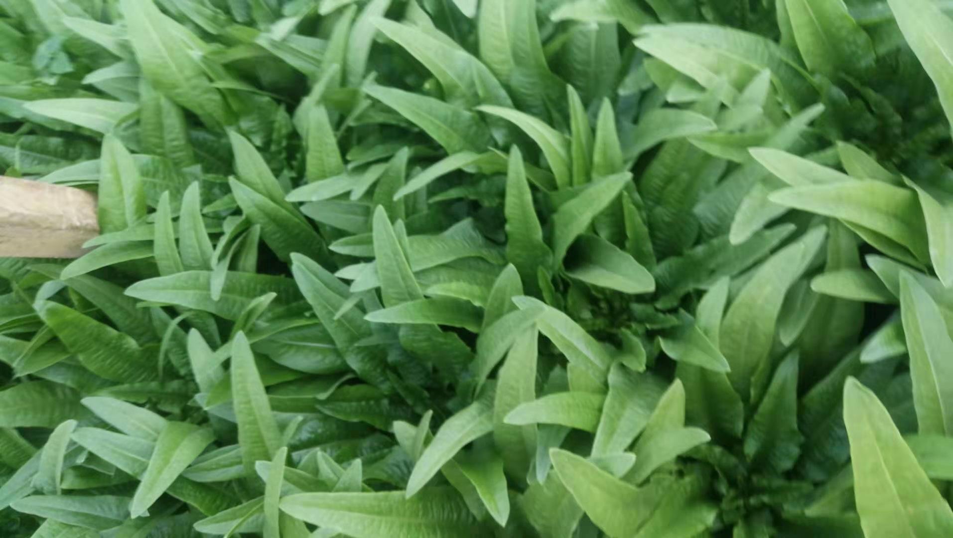 油麦菜与莴笋叶对比图