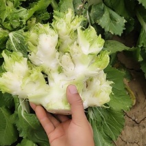 儿菜