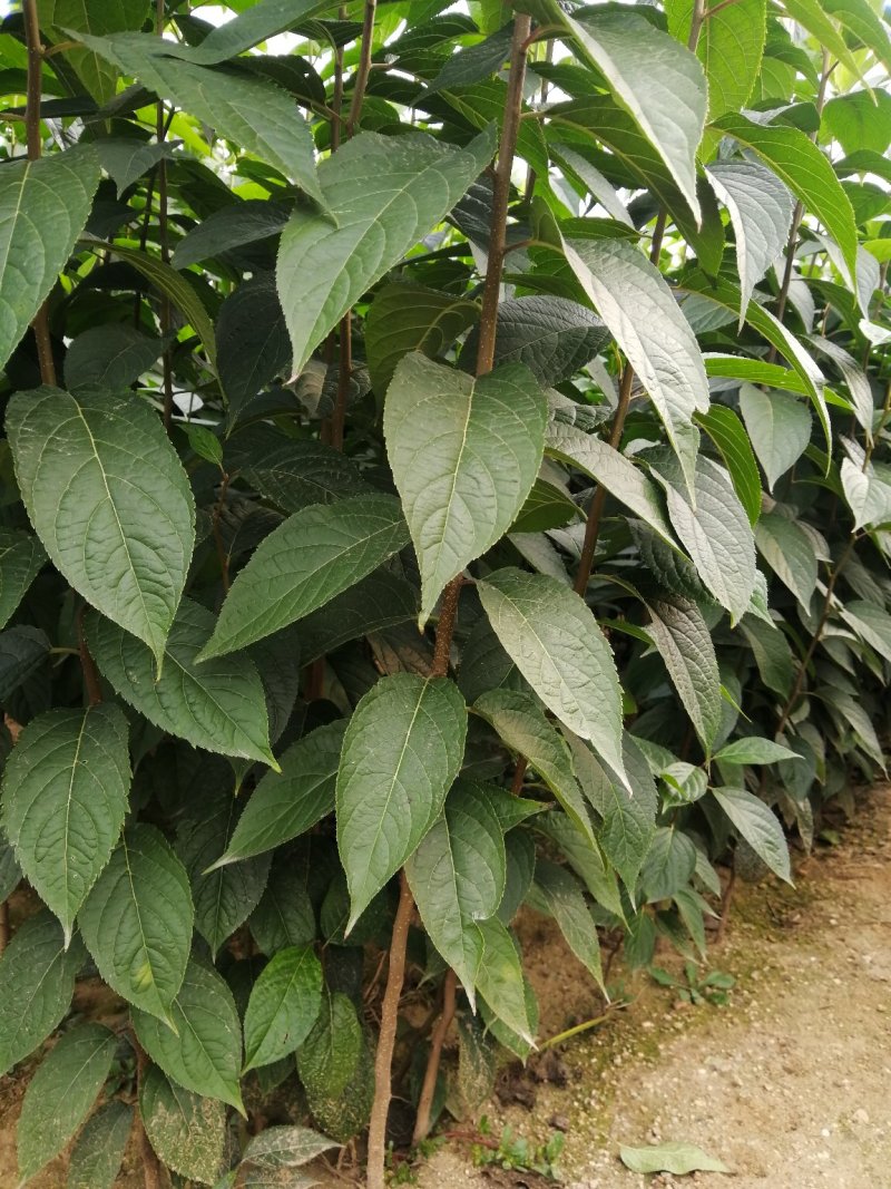 杜仲苗 籽播 80cm以上,1一4年生苗,多种规格.