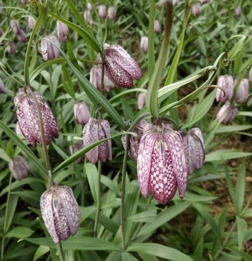 湖北紫花平贝母贝母种球湖北贝母种苗鄂贝母苗种球川贝母苗种
