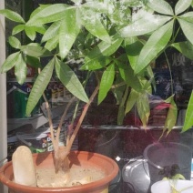 发财树