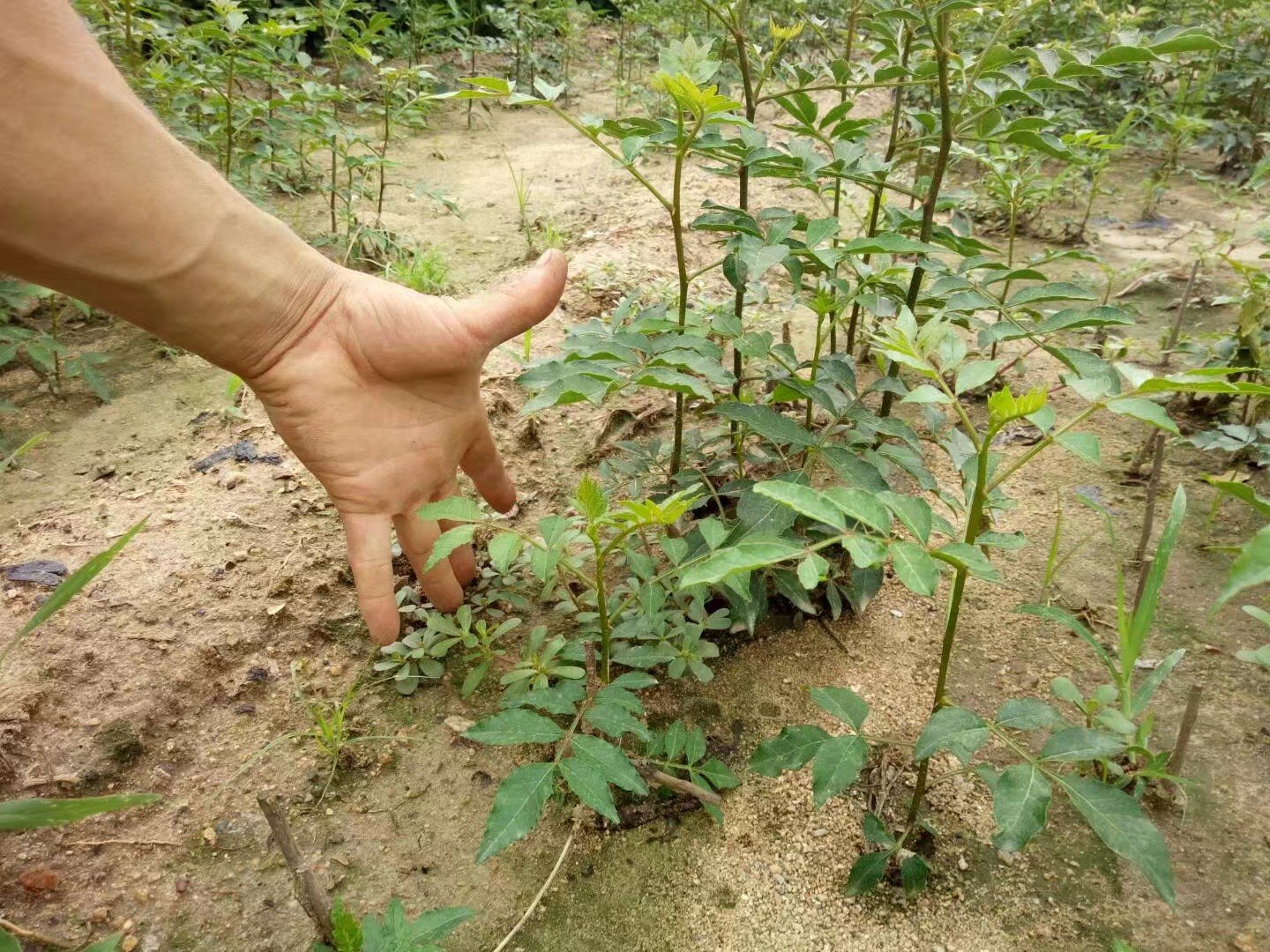 无影灯下操作台,左手持1年生花椒砧木苗(地径0.8cm),右手持双面刀片正在砧木离地6cm处做T形切口;右侧托盘盛放已削好的带木质部盾形芽片(长2.2cm,叶柄完整);背景可见电子温湿度计显示25.3℃/68%RH 花椒T形芽接标准化操作图