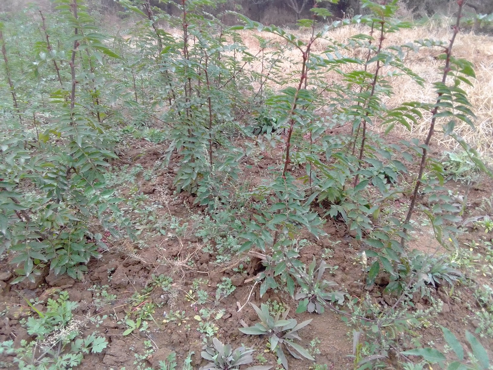 海南黄椒种植基地实景图,展示黄灯笼椒的生长环境与植株形态 辣椒种植基地图