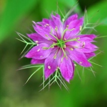 黑种草种子混色花海公园庭院观赏
