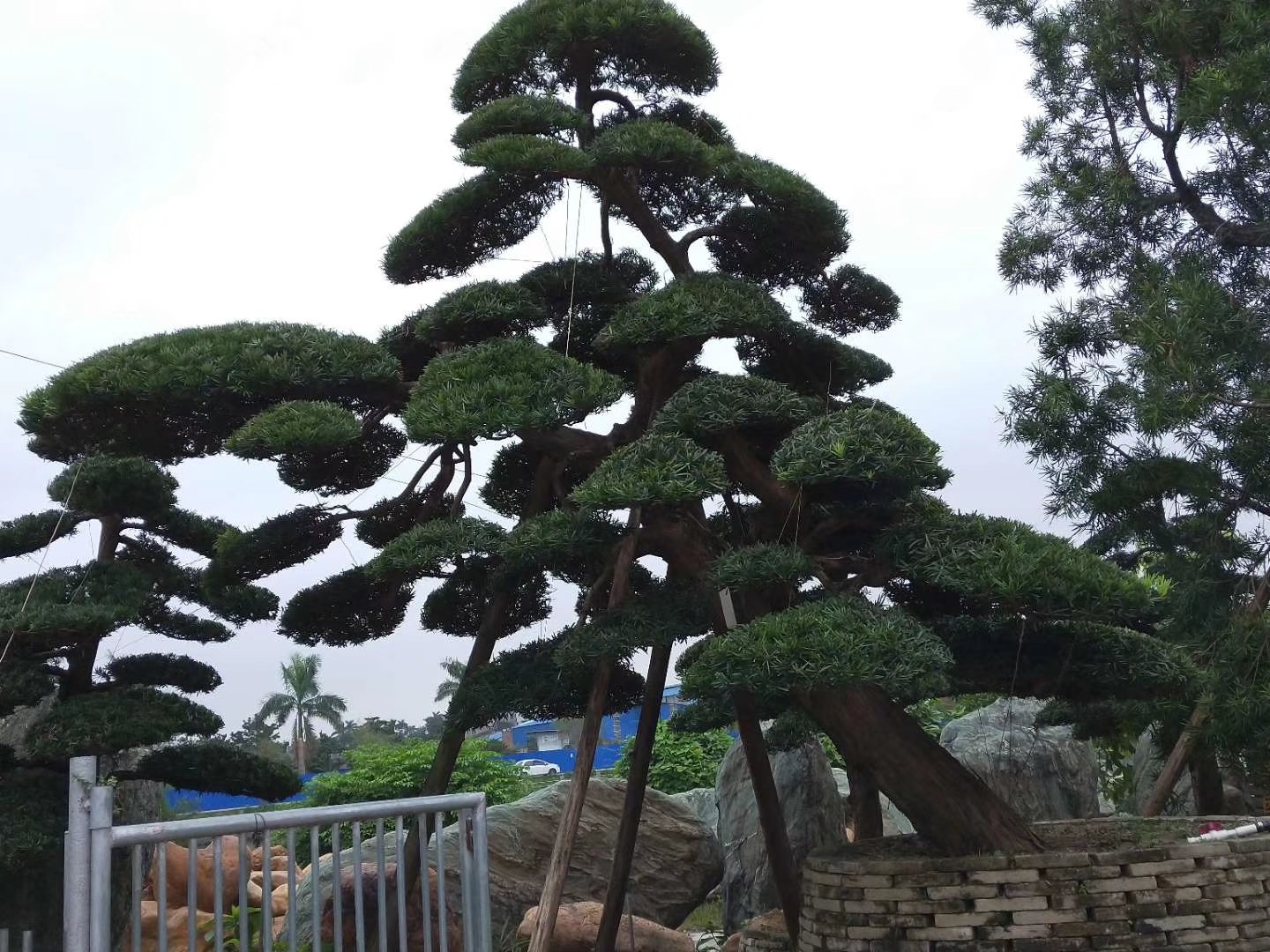 罗汉松盆栽实景图