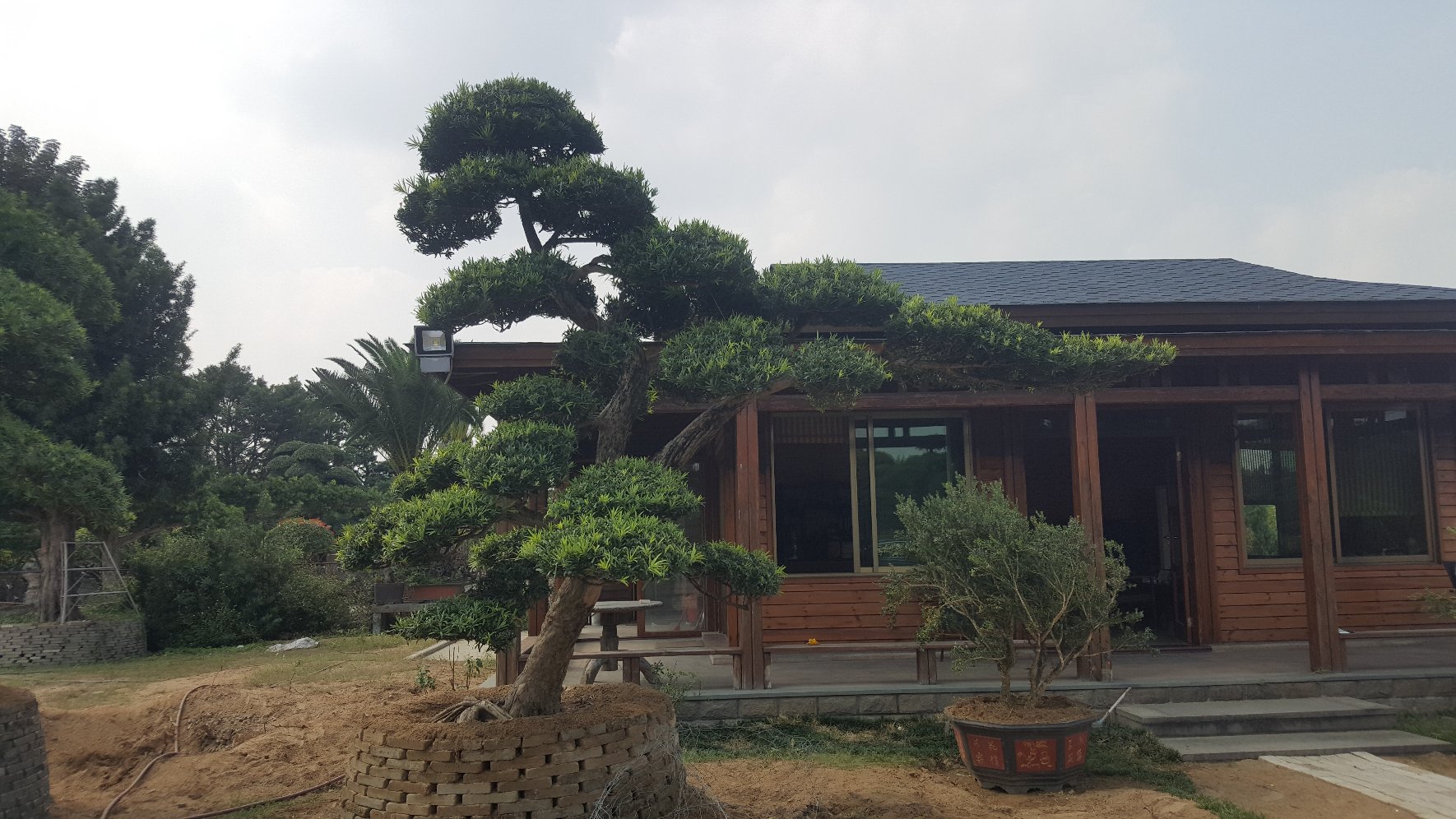 罗汉松在寺庙园林中的种植