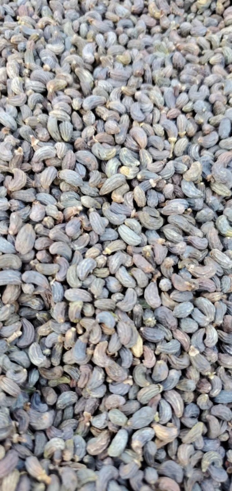 女贞子大货供应欢迎来电价格优