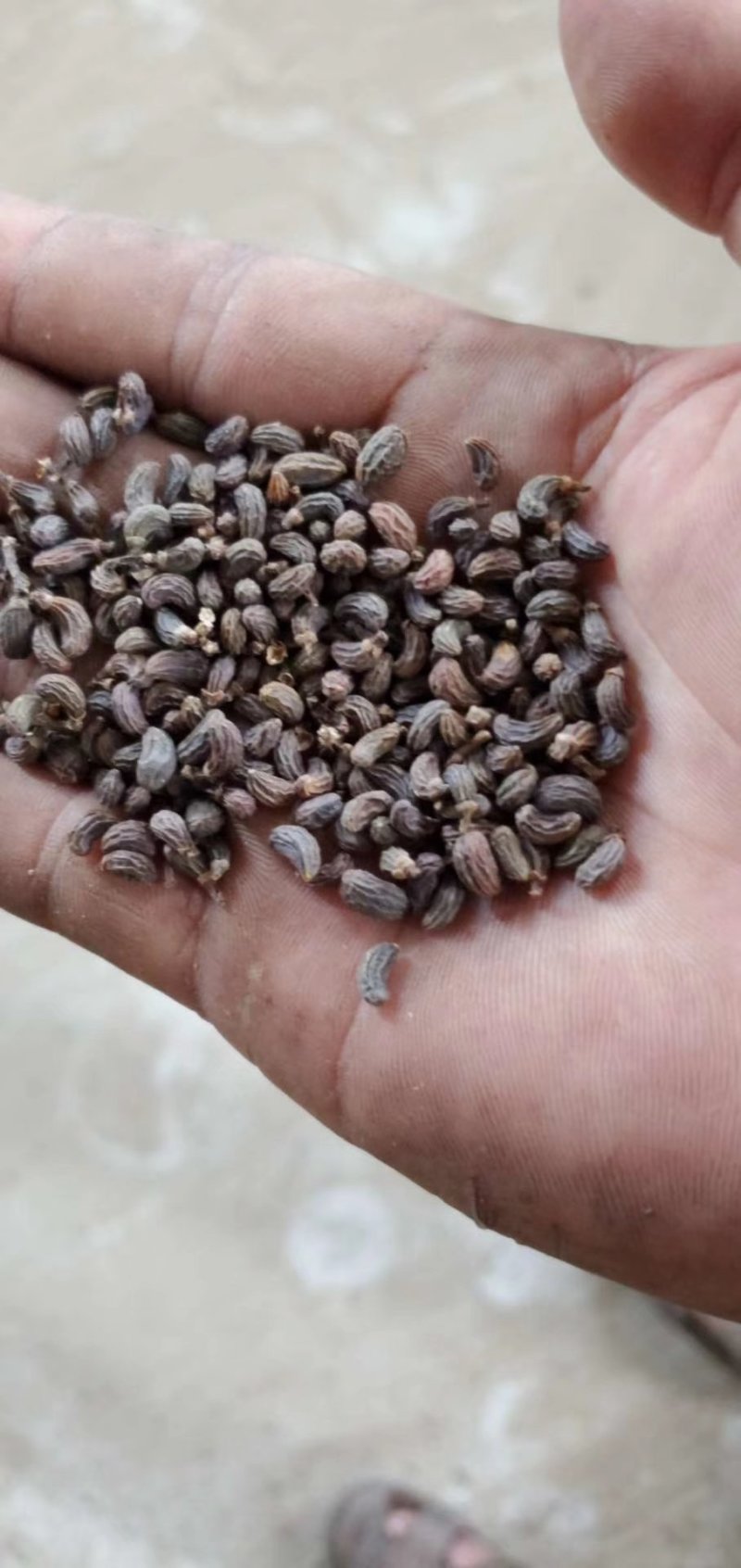 女贞子大货供应欢迎来电价格优