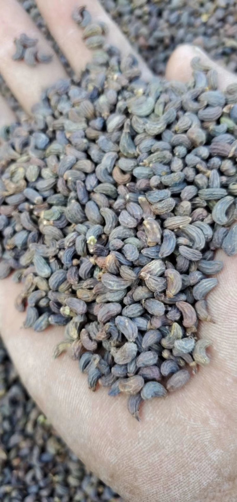 女贞子大货供应欢迎来电价格优