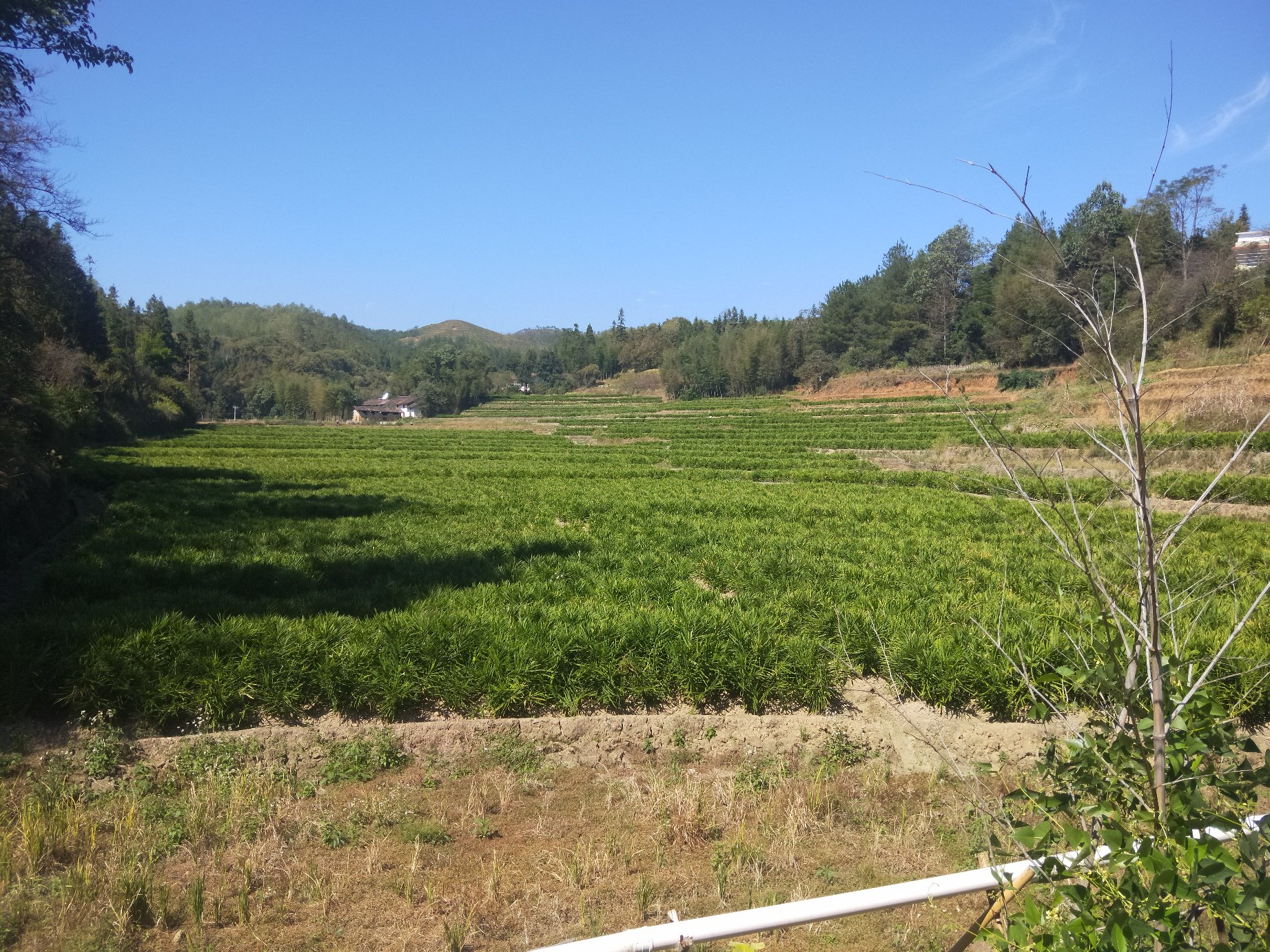 云南红河州哈尼梯田白扁豆秋播场景