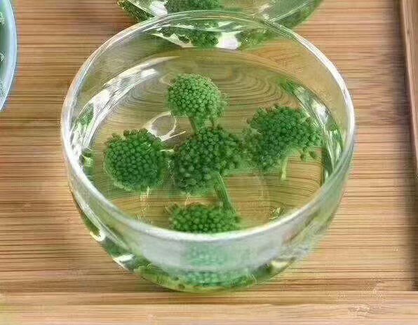 三七泡酒场景图