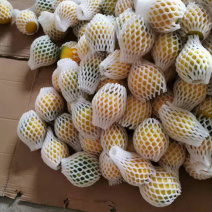 热带水果台湾黄晶果大量上市