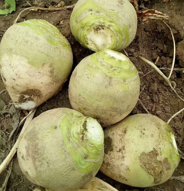 芥菜光头芥菜花叶芥菜,500亩急售,要的朋友联系