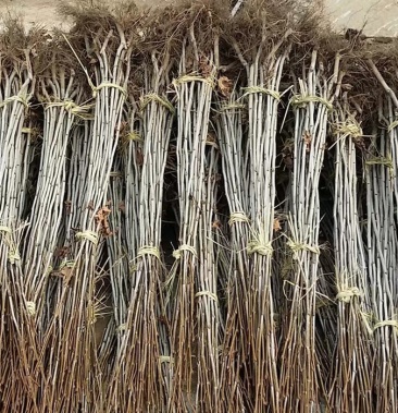 法桐苗法国梧桐树苗速生法桐苗小苗树苗别名法桐悬铃