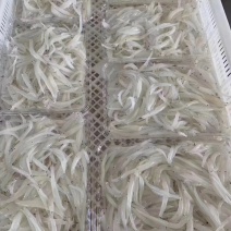 野生银鱼仔