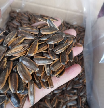 包退包换质量保证放心购买四川精品瓜子炒瓜子