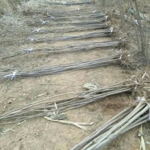 两公分北栾山西北栾多种规格栾树