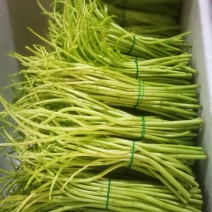 藜蒿新鲜去叶去老根大量批发