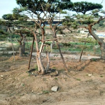 造型松