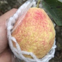 胭脂红番石榴苗嫁接苗带叶带土发货