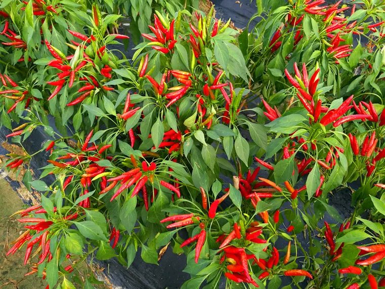 大面积连片种植的三樱椒进入盛花期,植株整齐,叶片浓绿,花朵白色五瓣,果实初现绿色锥形,悬挂于枝头呈簇状分布,背景为河南平原典型农田地貌,远处有农用机械作业 三樱椒田间生长实景图