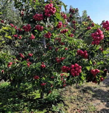 山西品种山楂树大五棱山楂树大棉球山楂树占地山楂树