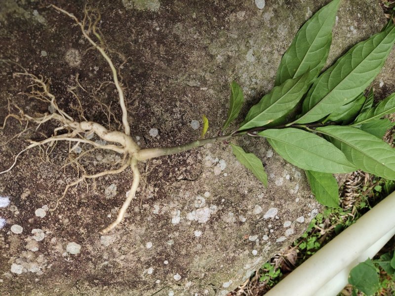 黄花倒水莲小苗,20万颗,卖苗