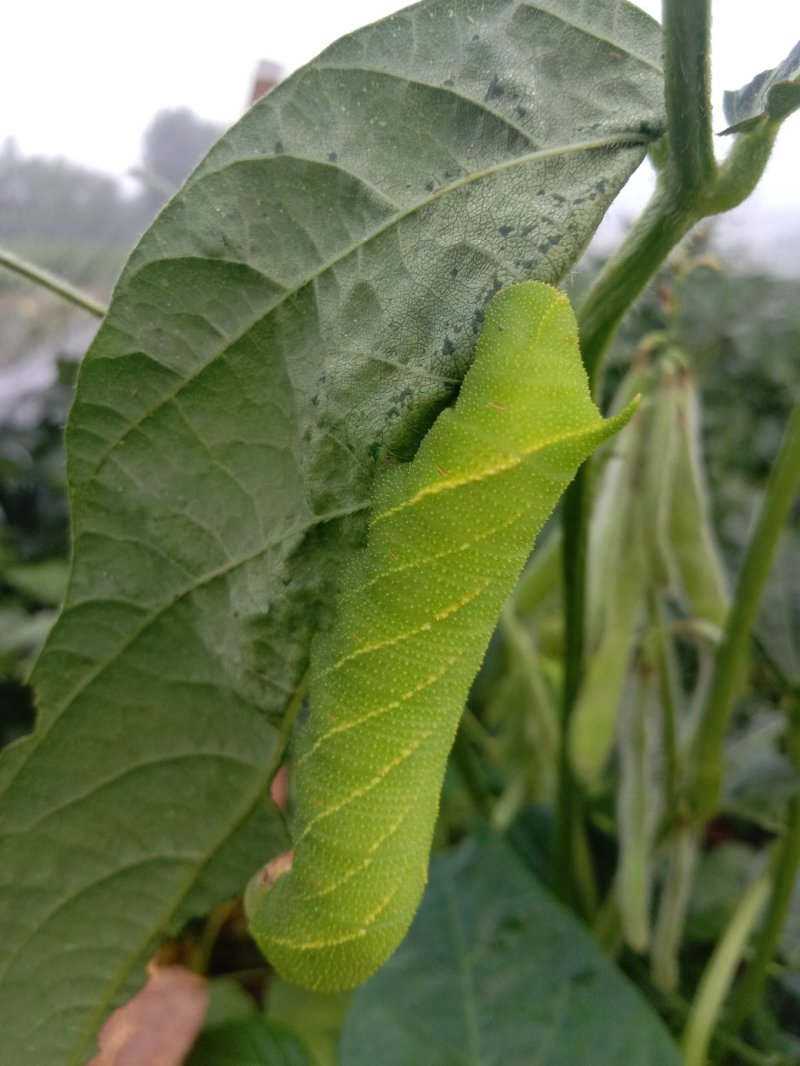 山东临沂河东区豆丹 180.00元/斤豆虫