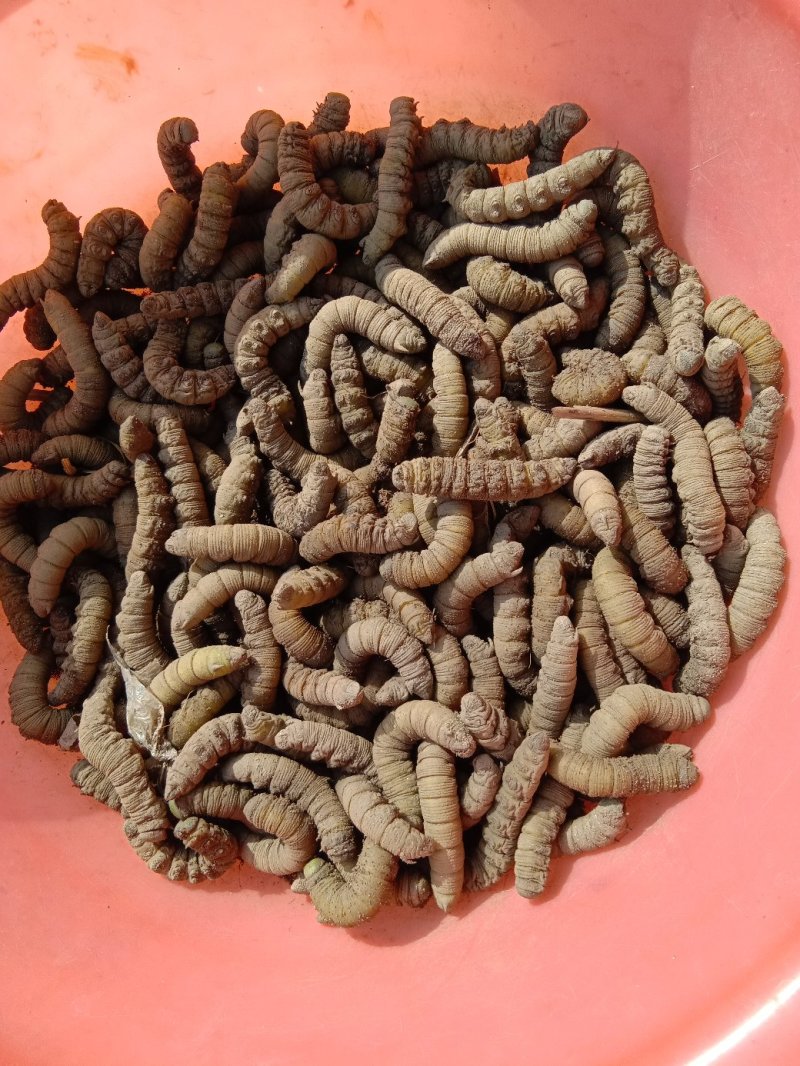 山东临沂河东区豆丹 180.00元/斤豆虫