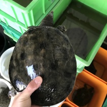 1.5-4斤精挑黑花甲鱼顺丰包邮运到包活纯外塘