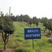 高产嫁接油茶苗，湘林系列，三华系列(裸根)