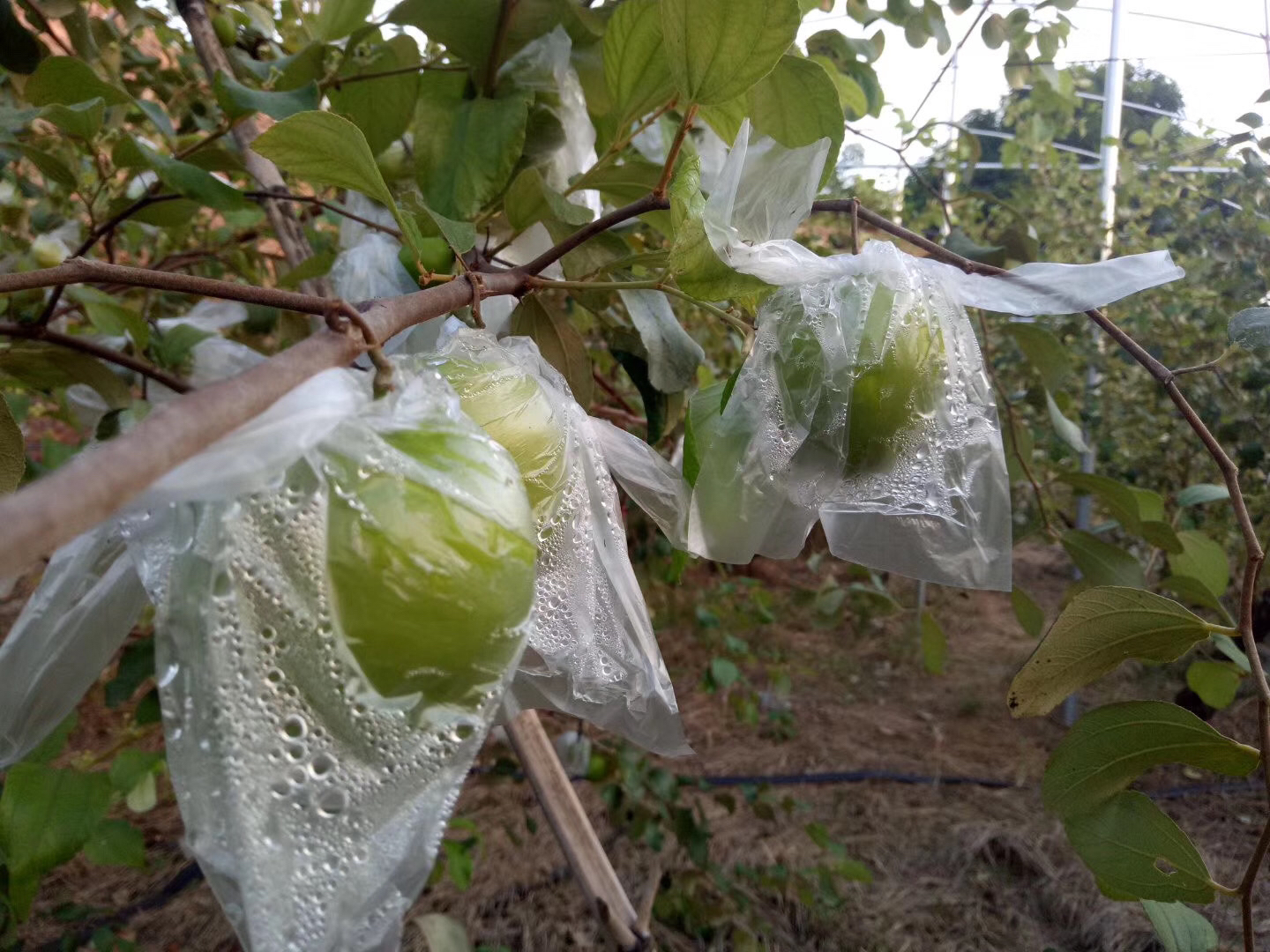 信息图表展示青枣从花芽分化到幼果稳定的全过程,标注了关键农事操作时间节点:花前补硼锌、花谢70%喷GA3+BR、幼果期补钙防裂、每月叶面追肥等;配有简明图标和推荐药剂名称,便于农户记忆执行 青枣保花保果关键技术节点示意图