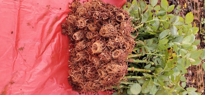 花卉种苗批发市场有哪些